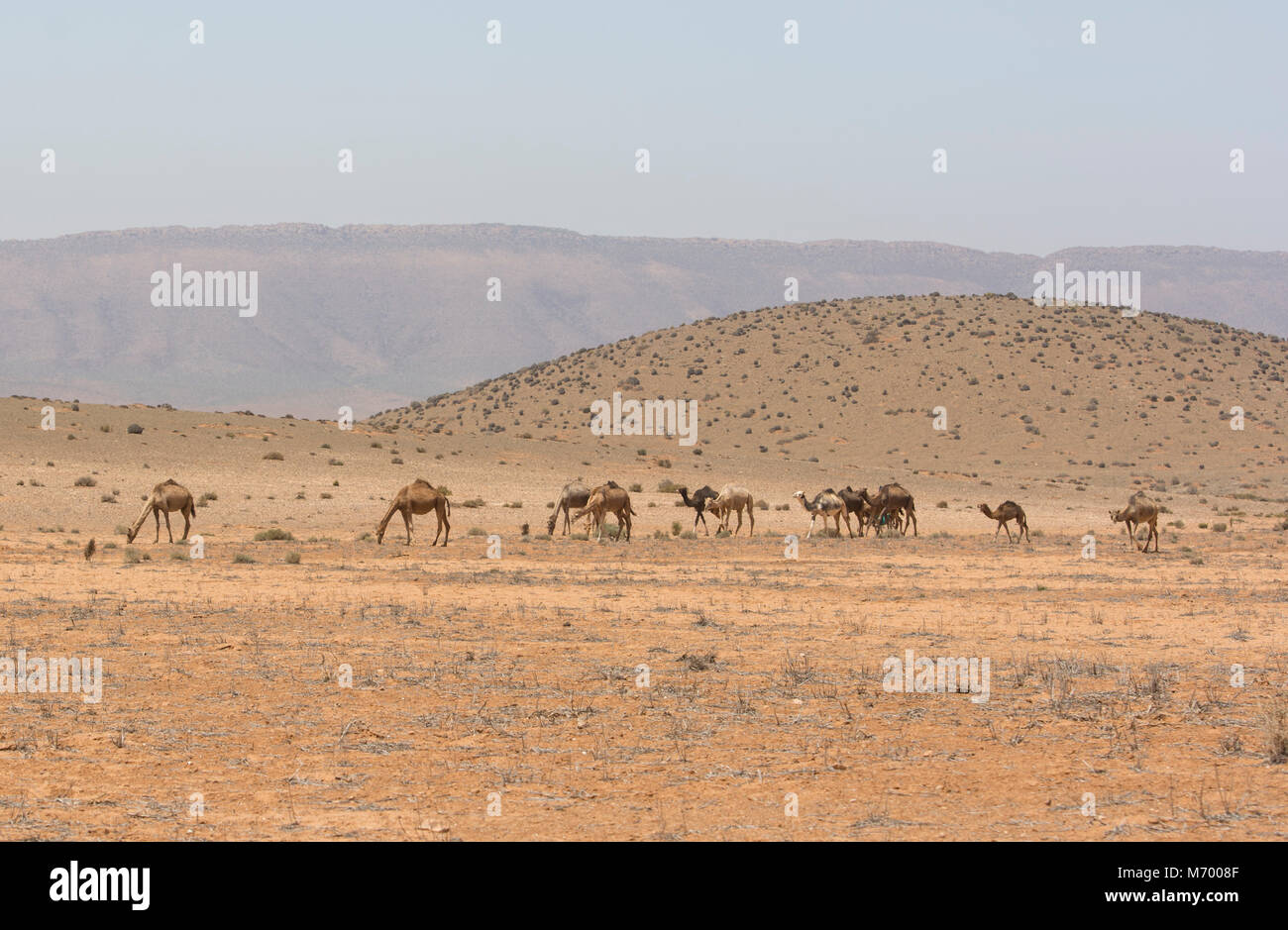 Treno del cammello nel deserto del Marocco nel nord africano. Foto Stock