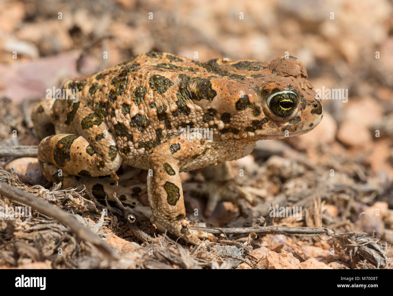 Nord Africana di rospo verde (Bufotes boulengeri) in Marocco in Nord Africa. Foto Stock