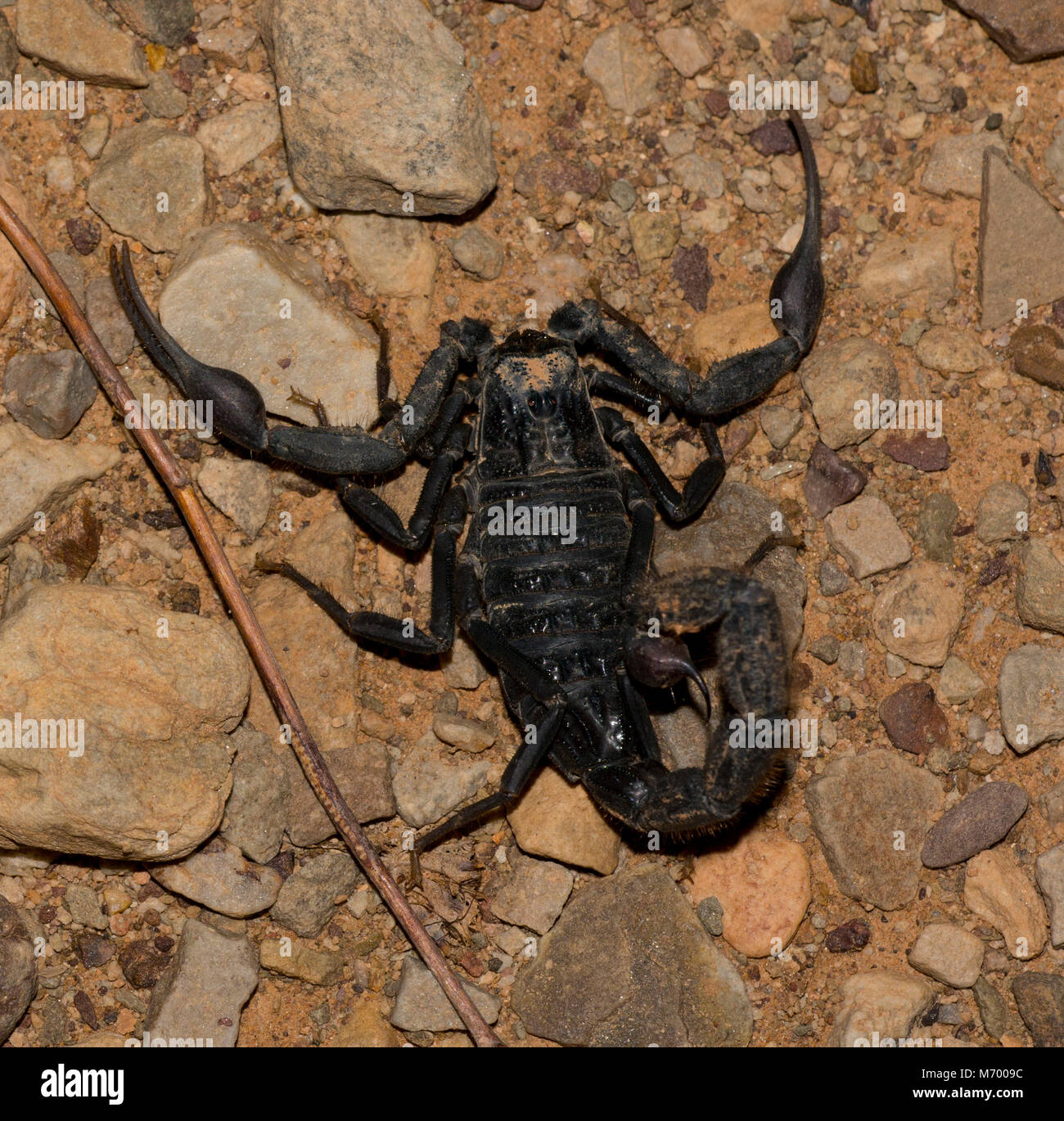 Fat-Tailed nero Scorpion (Androctonus bicolor) nel deserto del Marocco. Foto Stock
