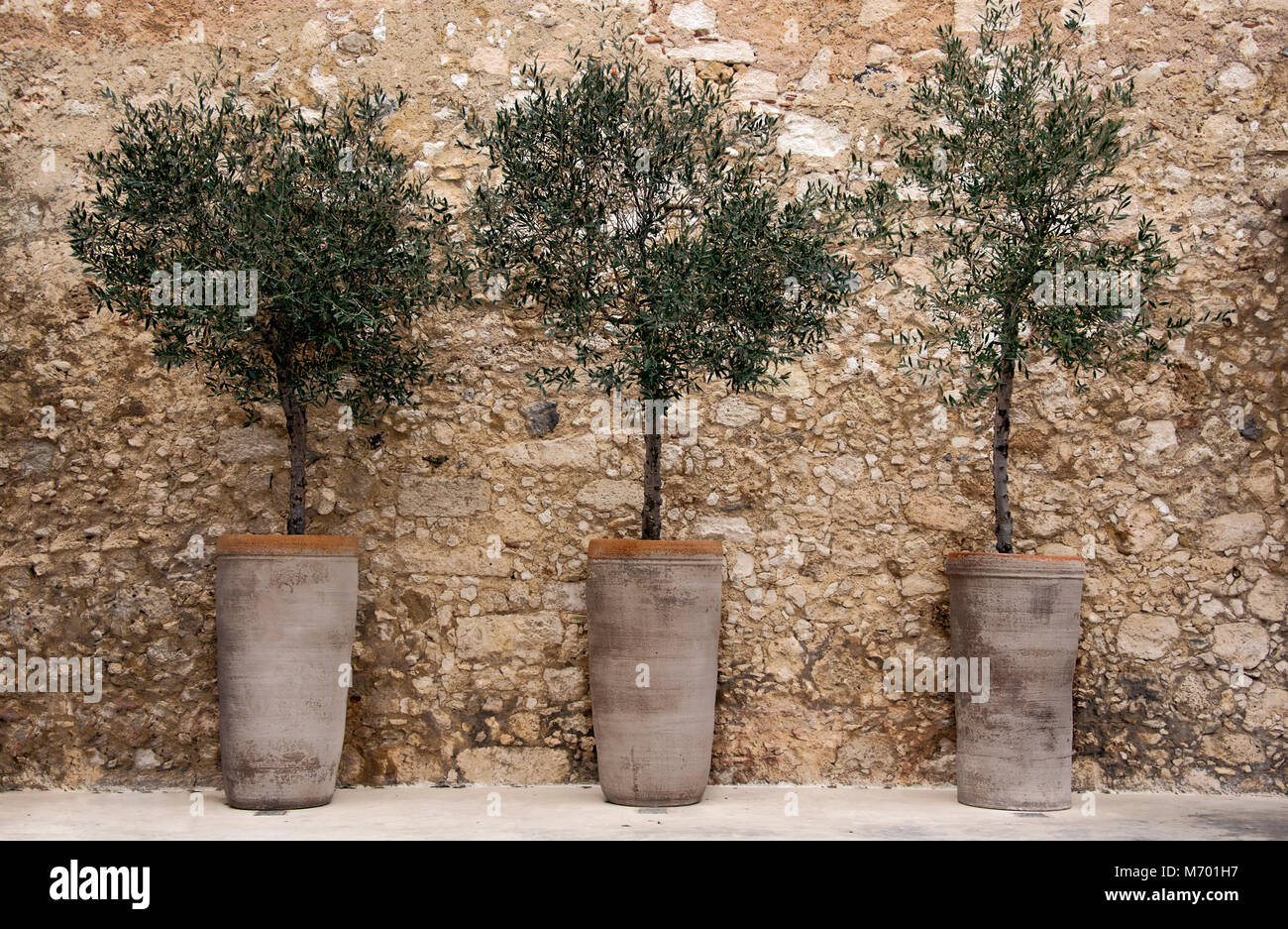Alberi di olivo in vasi contro un muro di pietra a Creta Foto Stock