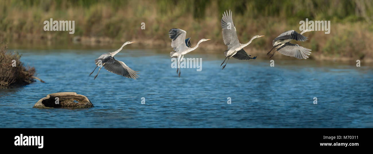 L'airone cinerino (Ardea cinerea) è una lunga zampe predatori di trampolieri della famiglia di airone, ardeidi. Un uccello di zone umide, esso può essere visto in tutto la Foto Stock