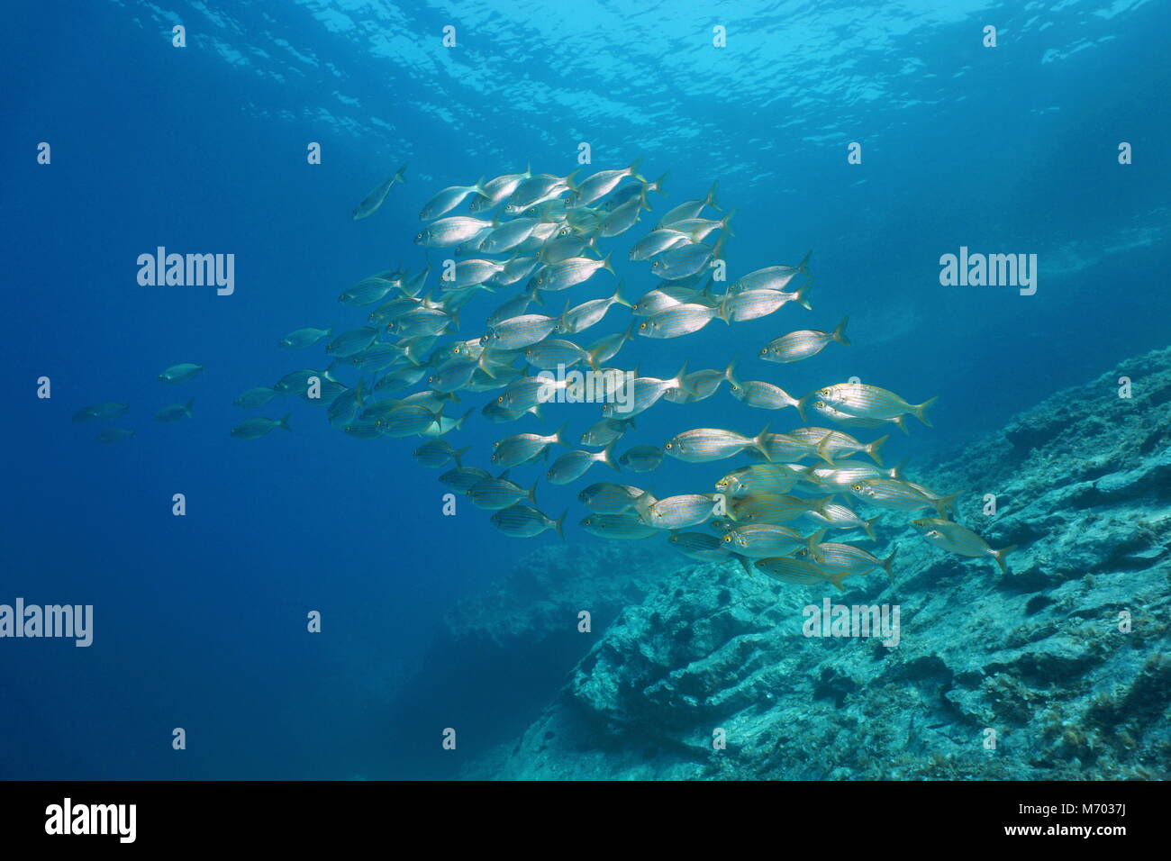 Scuola di subacquea di pesci nel mare Mediterraneo, orata dreamfish, Sarpa salpa, Côte Vermeille, Pyrenees-Orientales, Francia Foto Stock