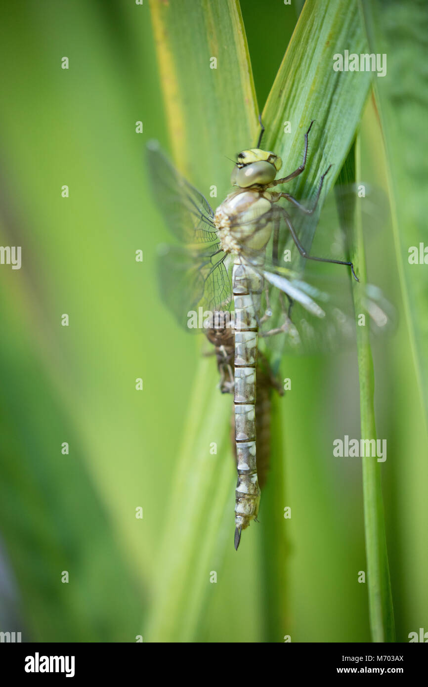 Un recente dragonfly tratteggiata accanto al guscio della ninfa in un giardino, Milborne Port, Somerset, Inghilterra, Regno Unito Foto Stock