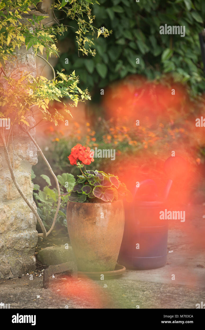 Vaso in un giardino, Milborne Port, Somerset, Inghilterra, Regno Unito Foto Stock