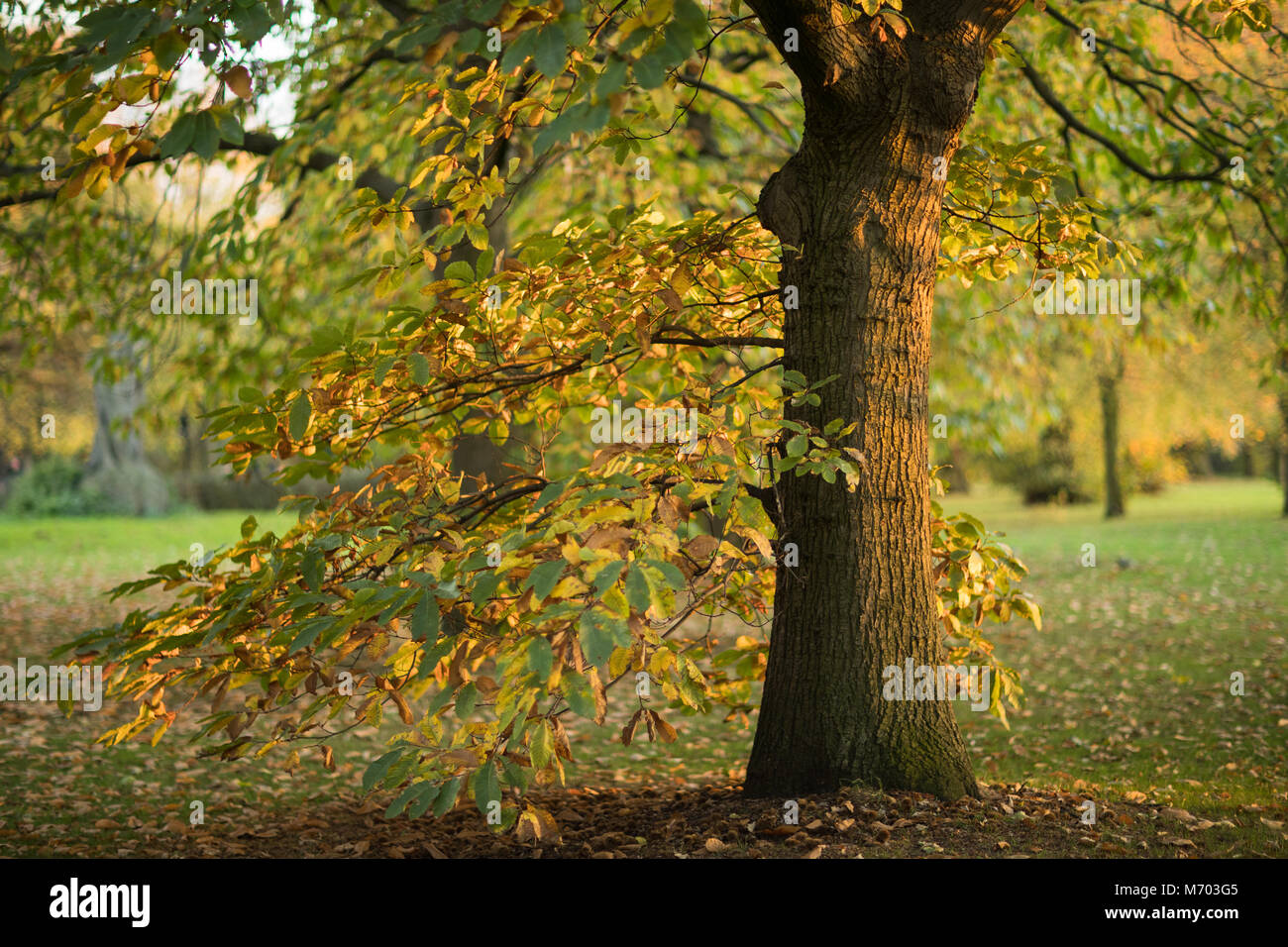 Un albero in Hyde Park in autunno, London, England, Regno Unito Foto Stock