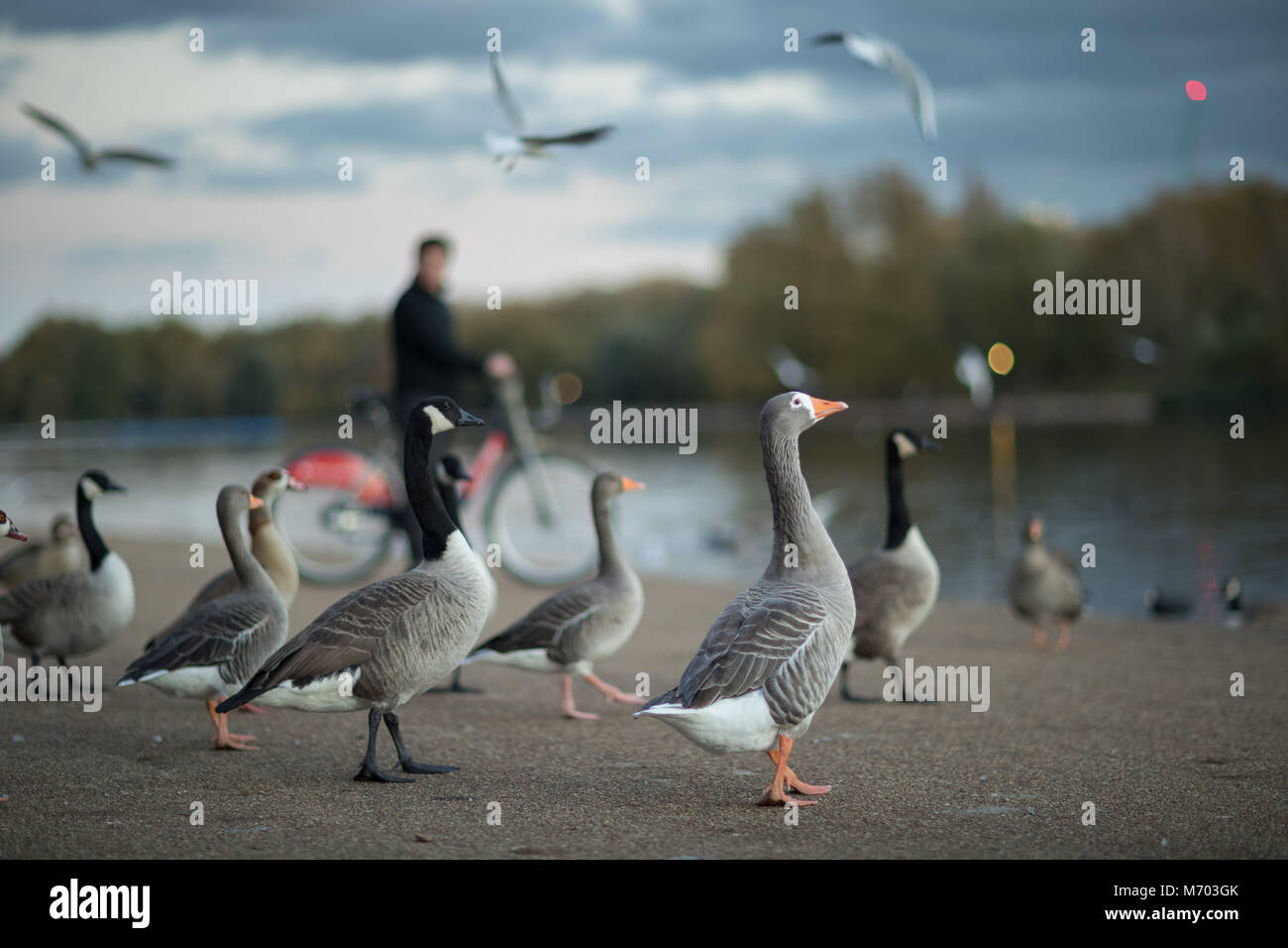 Rush Hour; bianco fronteggiata oche in Hyde Park al crepuscolo, London, England, Regno Unito Foto Stock