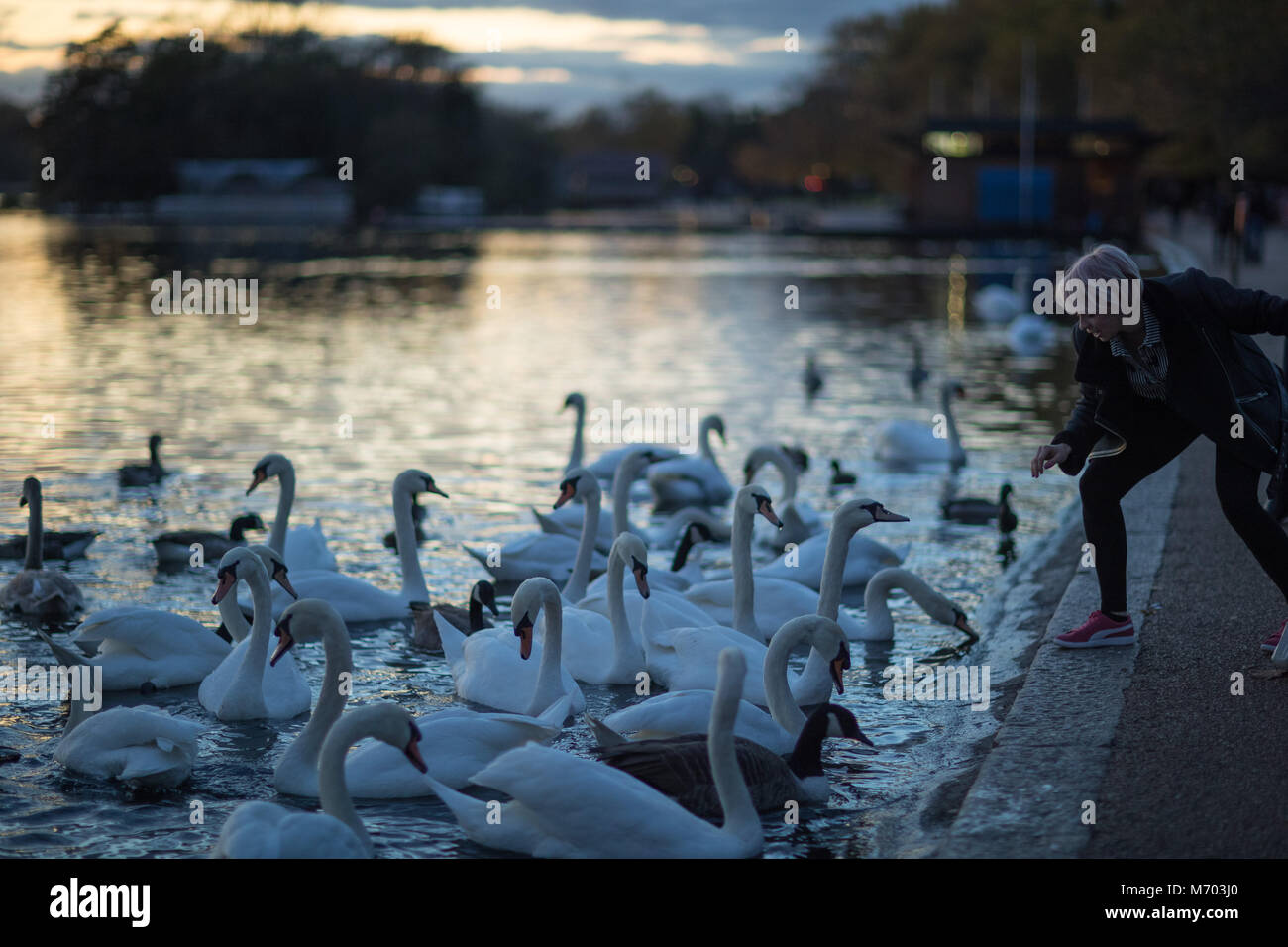 Una donna di alimentazione dei cigni al Round Pound in Hyde Park al crepuscolo, London, England, Regno Unito Foto Stock