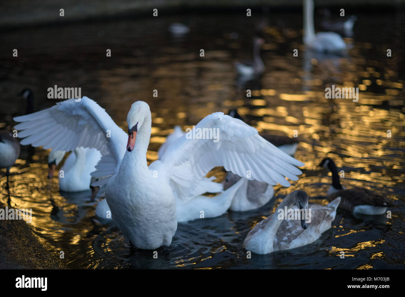 Un cigno sul Round Pound in Hyde Park al crepuscolo, London, England, Regno Unito Foto Stock