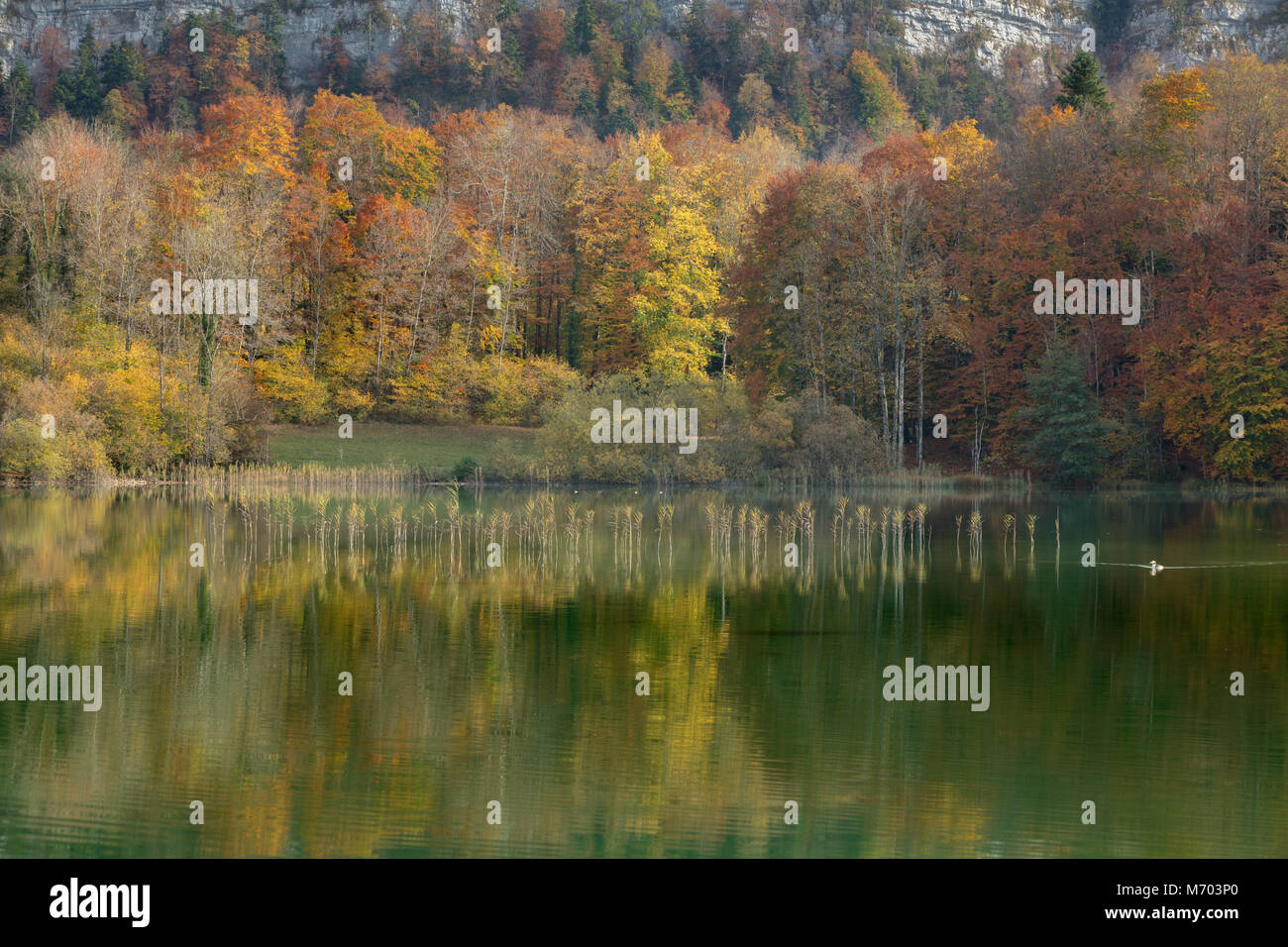 I colori autunnali sulle rive del Lac d'Ilay, Jura, Franca Contea, Francia Foto Stock