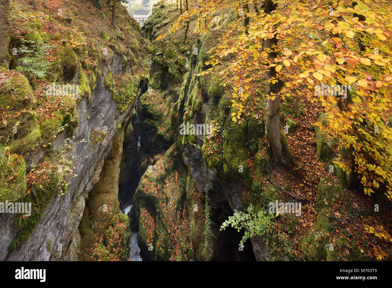 I colori autunnali nel Pertes de l'Ain, Jura, Franca Contea, Francia Foto Stock