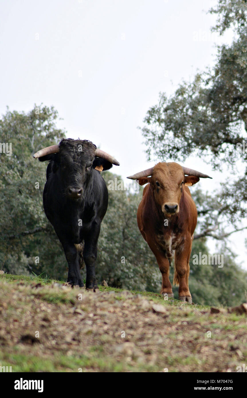 Giovane spagnolo tori di diversi colori libero nel prato Foto Stock