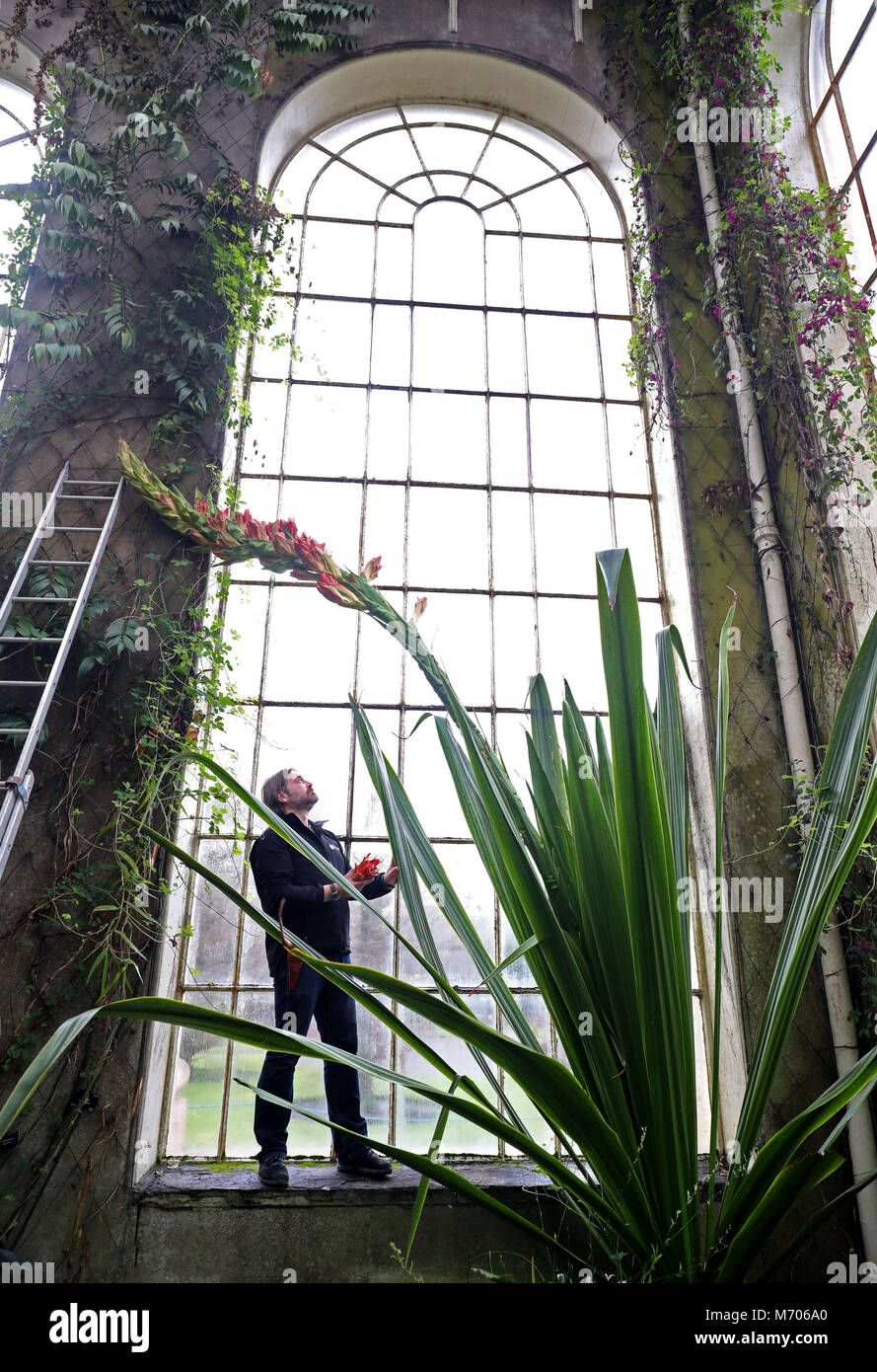 Giardiniere Simon Allan controlla il 16ft flower spike del Doryanthes palmeri, noto anche come il gigante lancia giglio, in stile vittoriano Palm Temperate House presso il Royal Botanic Garden Edinburgh. È la prima volta che la pianta ha fiorito in 60 anni. Foto Stock