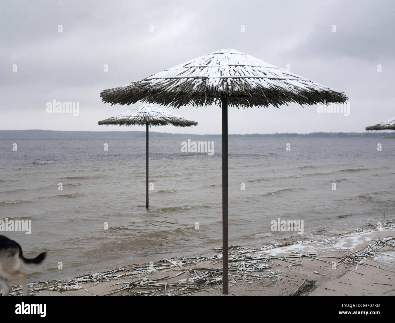 Vuoto spiaggia con ombrelloni e un cane che corre sulla sabbia, outdoor foto ritagliata Foto Stock