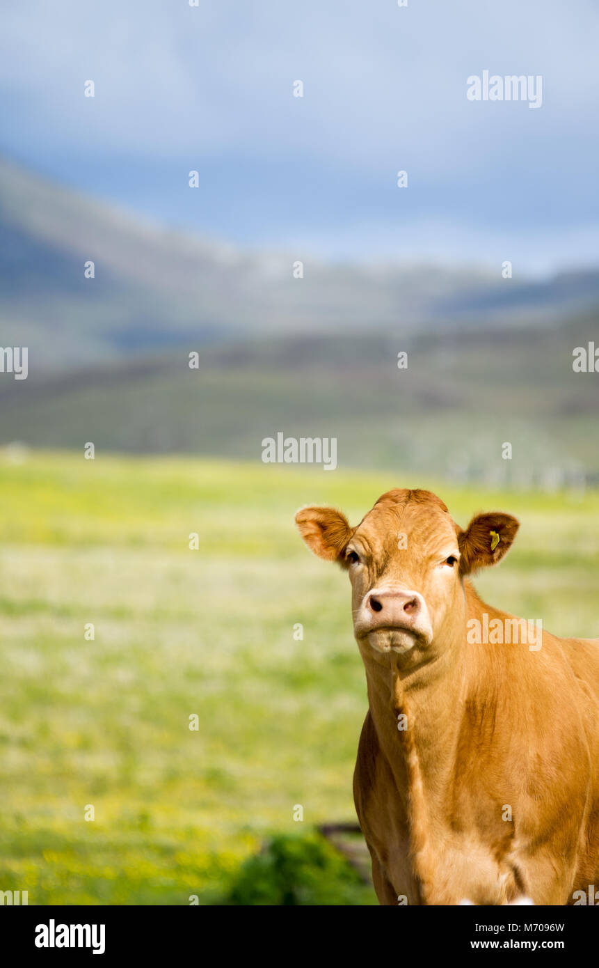 Singola vacca Limousine in wildlife machair pascoli con le colline del sud Uist in background Foto Stock