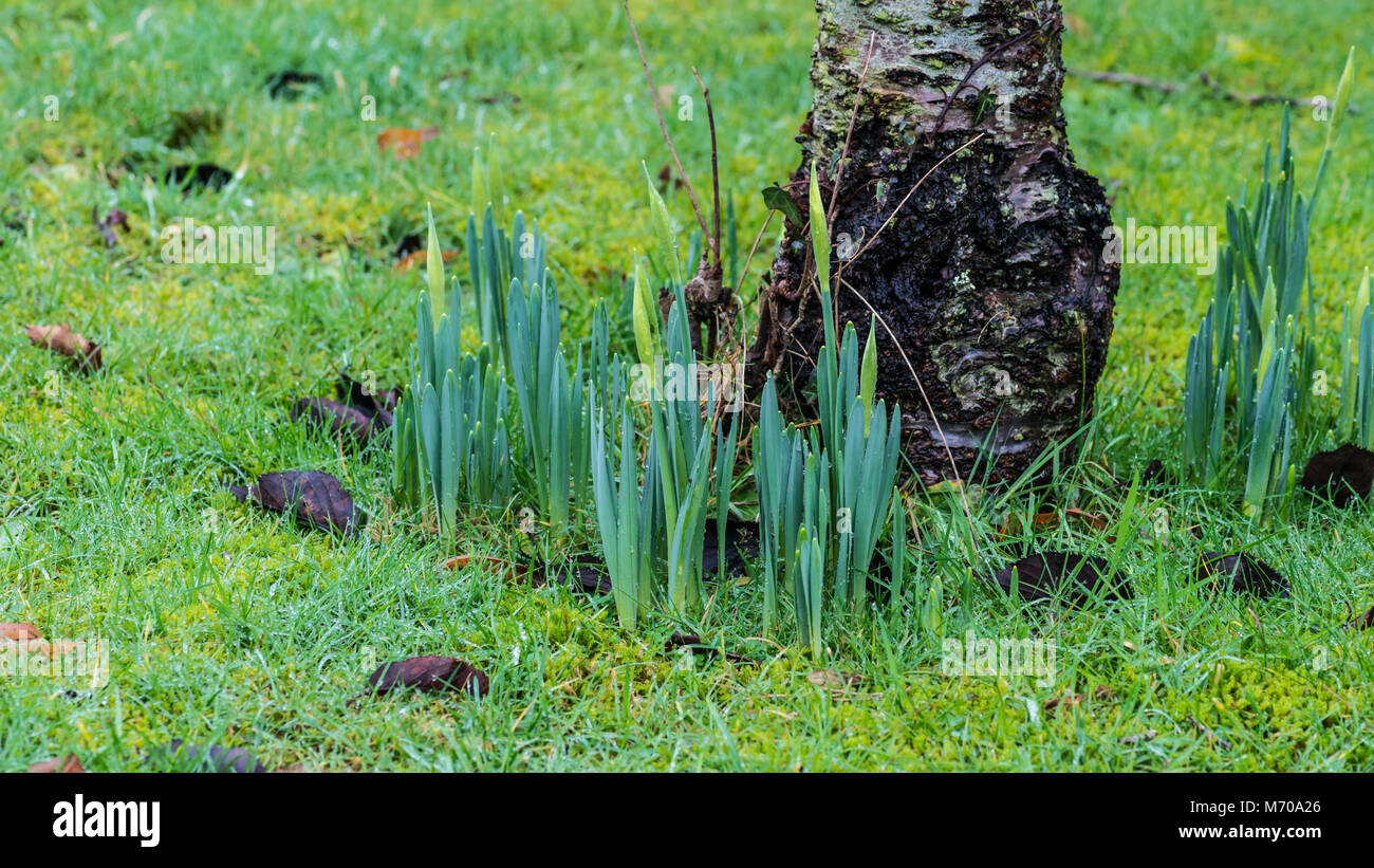 Base di un tronco d'albero immagini e fotografie stock ad alta risoluzione  - Alamy