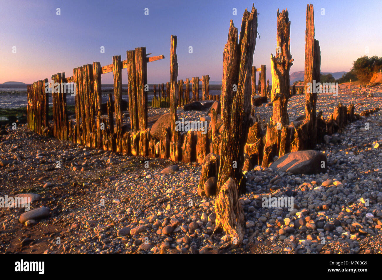 Il vecchio legno decaduto pennelli su di un Galles del Nord spiaggia al tramonto Foto Stock