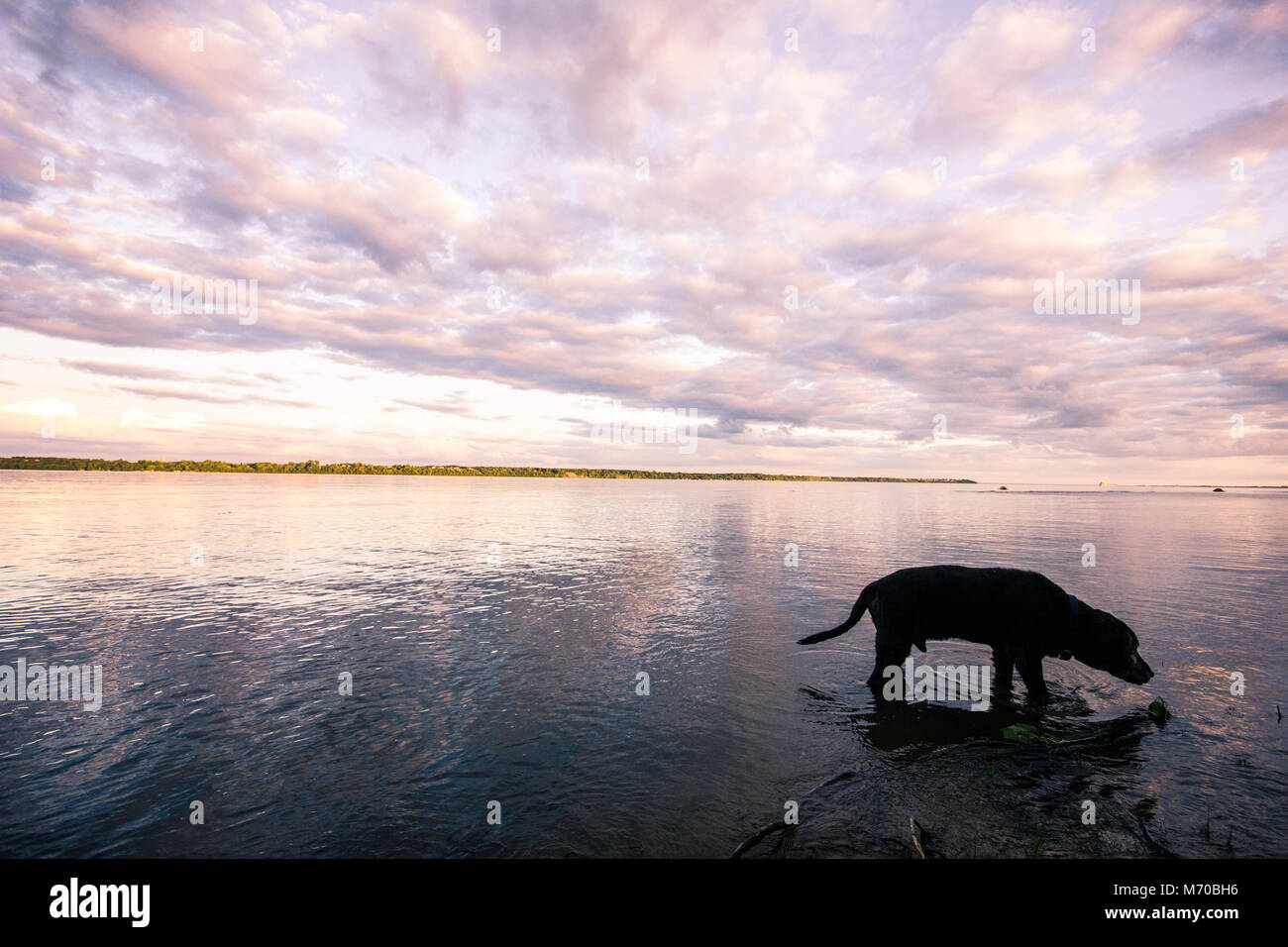 Arancione e viola Nuvoloso Tramonto al fiume Saint-Laurent con un cane a camminare nel fiume. Foto Stock