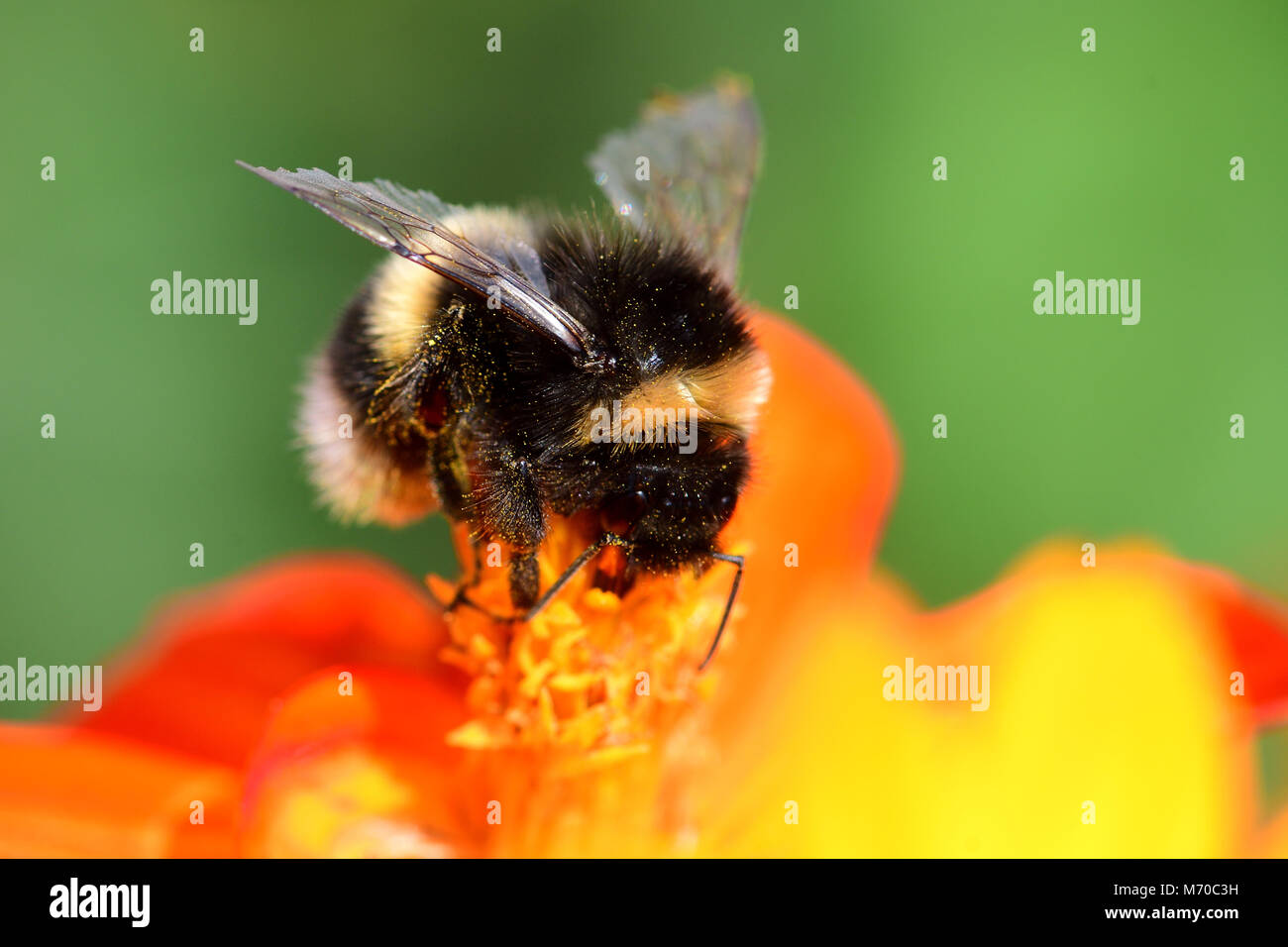 Ripresa macro di un Bumble Bee impollinatori un arancio coreopsis fiore Foto Stock