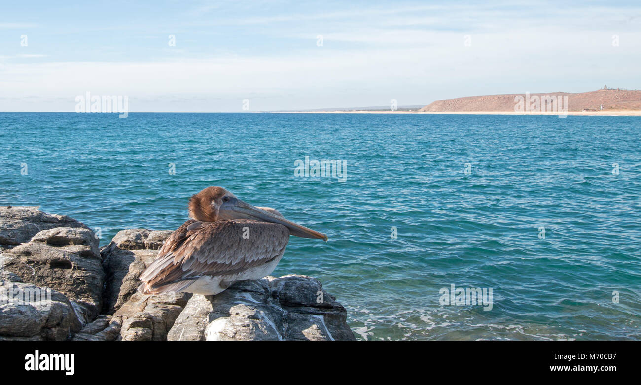 California Brown Pelican sono ' appollaiati sulla roccia di Punta Lobos in Baja California Messico BCS Foto Stock