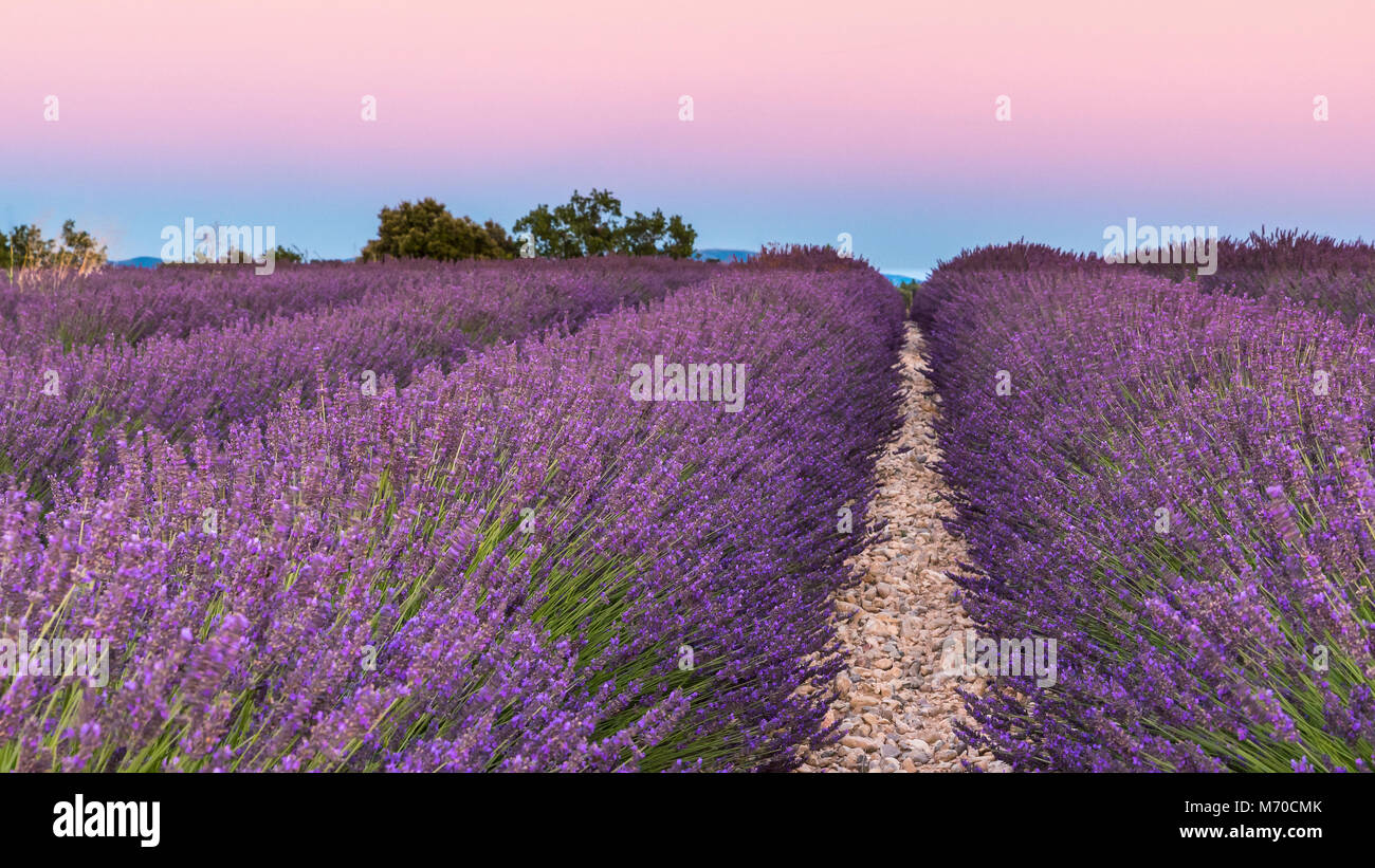 Lavendel Foto Stock