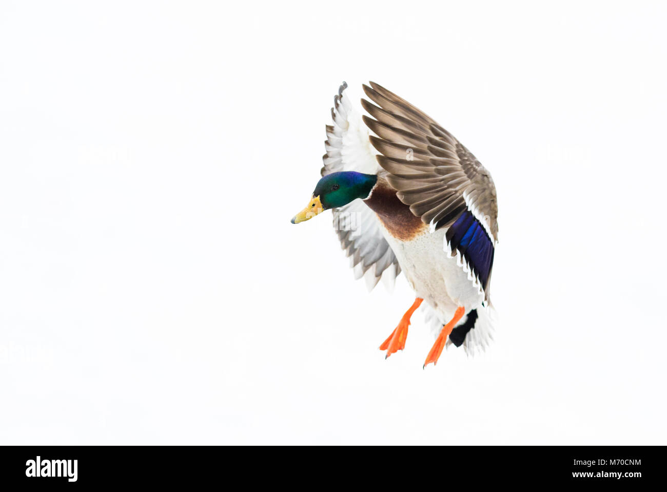 Germano reale in volo Foto Stock