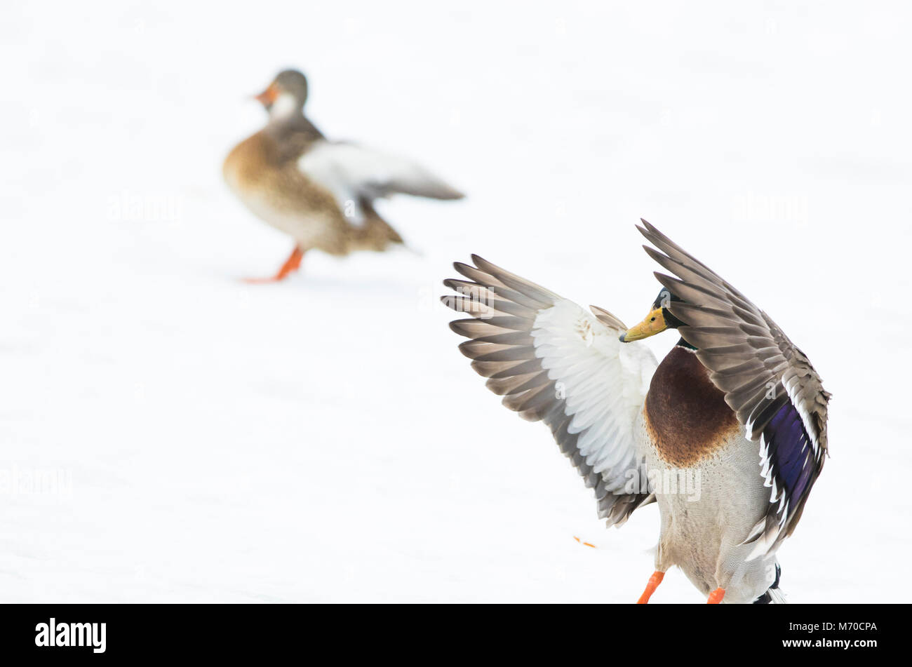 Germano reale in volo Foto Stock