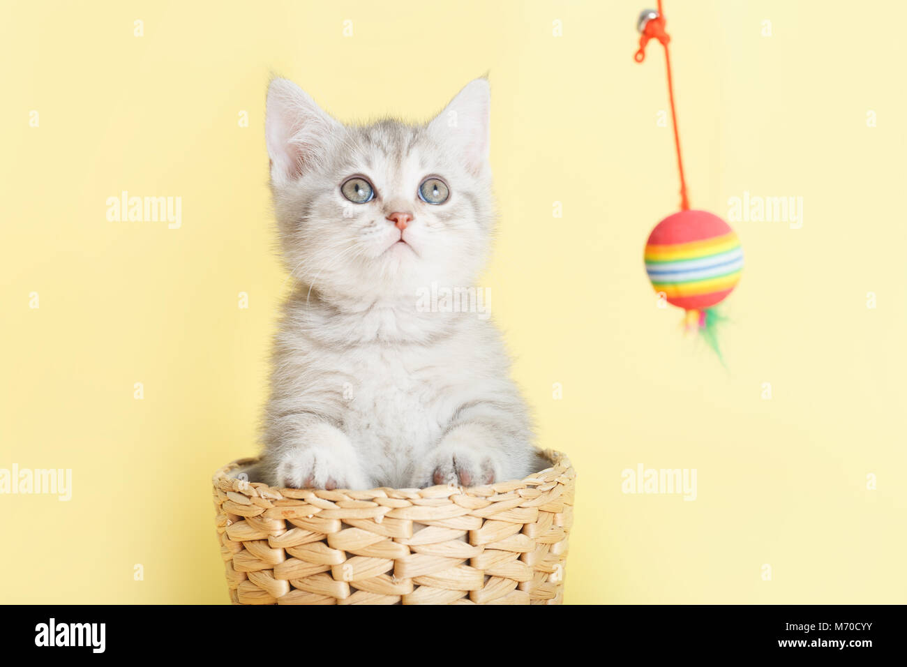 Grigio peloso giocoso British piccolo gatto su sfondo giallo in un cesto di vimini con un giocattolo su una stringa Foto Stock