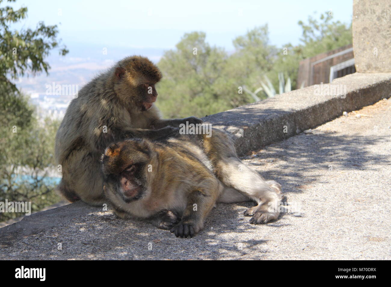 Barberia macachi di Gibilterra Foto Stock