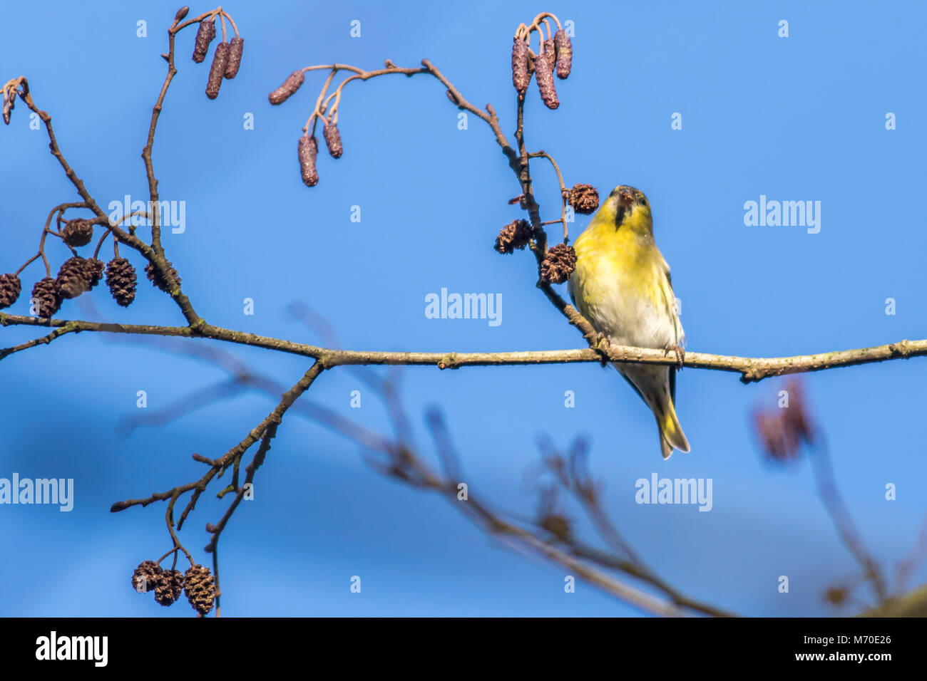 Ein Erlenzeisig im Geäst Foto Stock