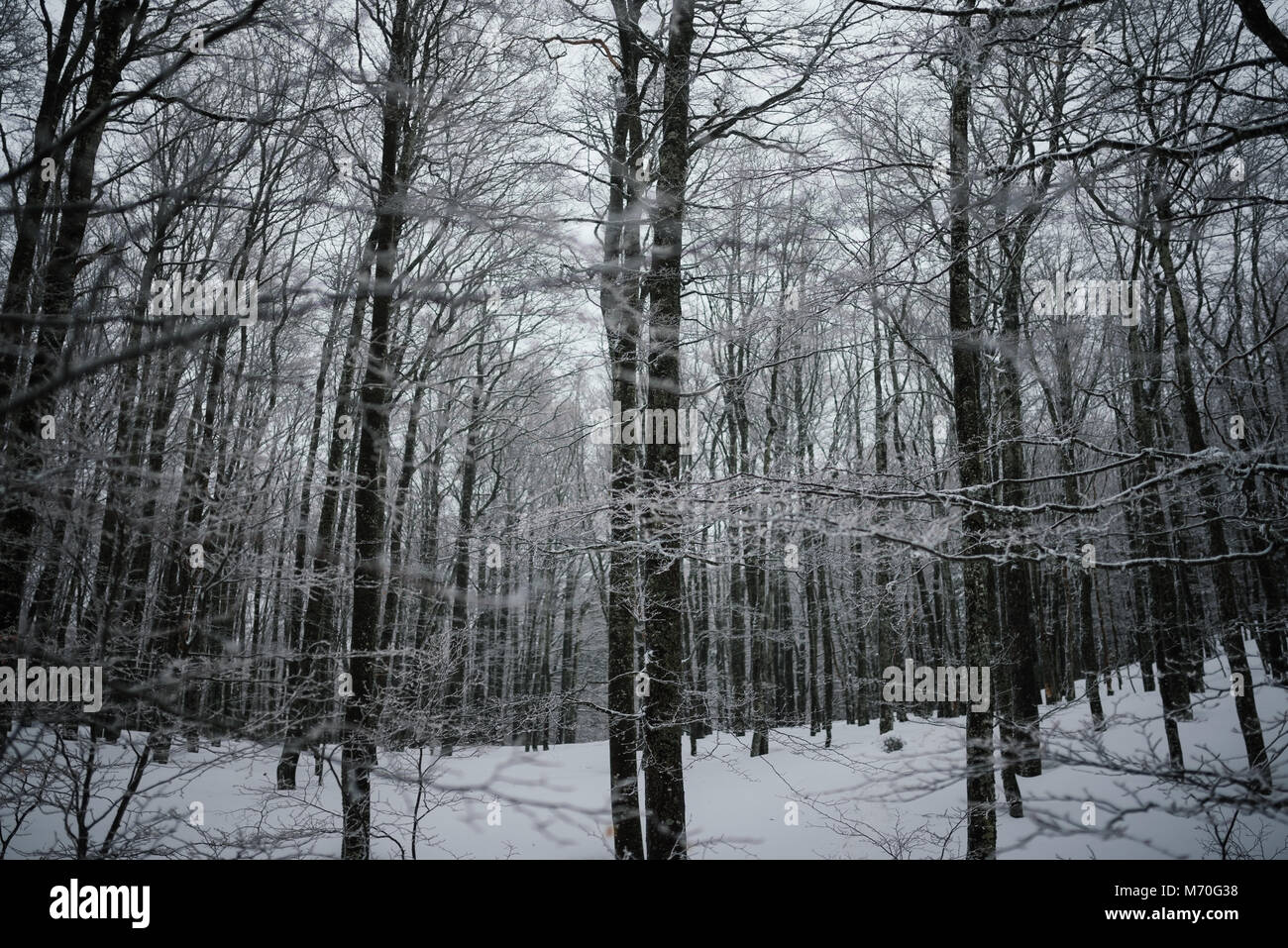 Foresta congelati in montagna in inverno Foto Stock