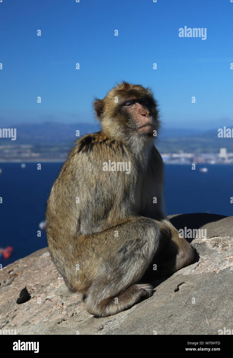 Macachi ( Macaca sylvanus ), Rocca di Gibilterra, Regno Unito Foto Stock