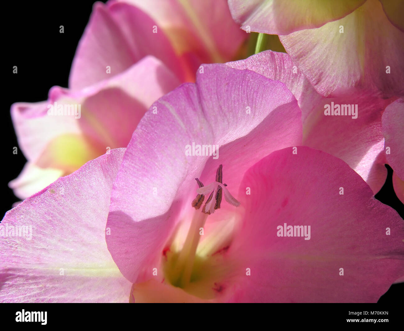 Close-up di rosa gladiolus isolati su sfondo nero, retroilluminato Foto Stock