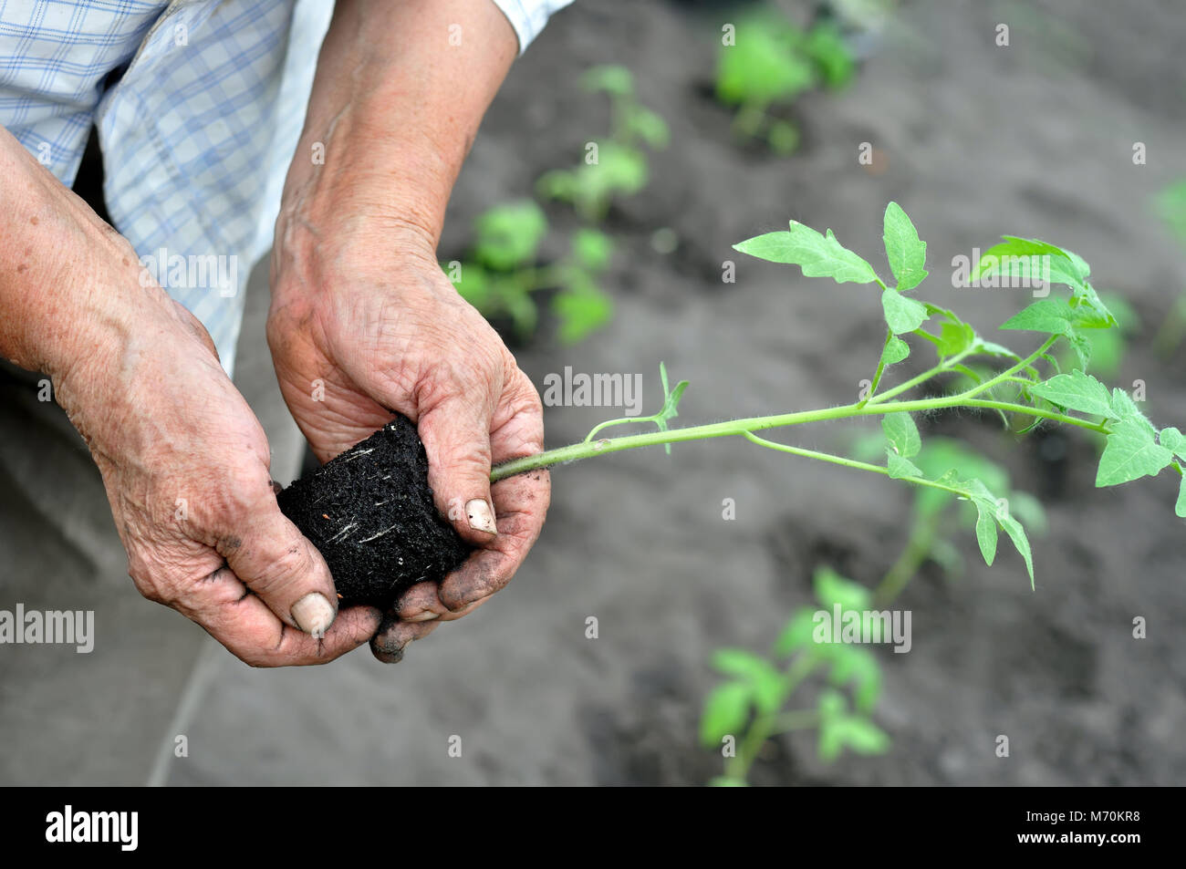 Del giardiniere mani tenendo una piantina di pomodoro prima di piantare nel giardino vegetale Foto Stock