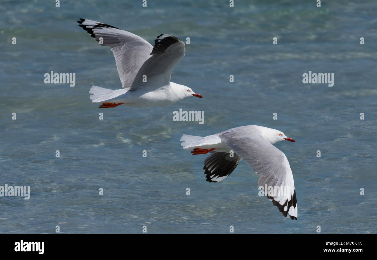 Silver gull Chroicocephalus novaehollandiae in volo sulla spiaggia Foto Stock