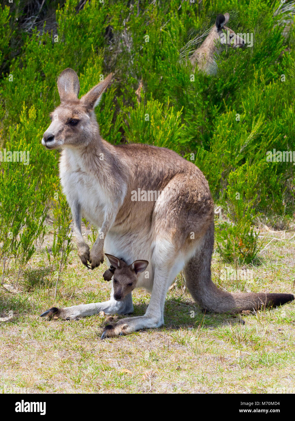 Grigio occidentale Canguro Macropus fuliginosus con i giovani Foto Stock