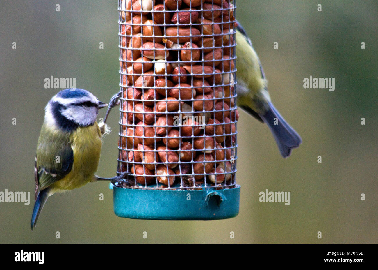 Tit blu su alimentatore, Inghilterra Foto Stock