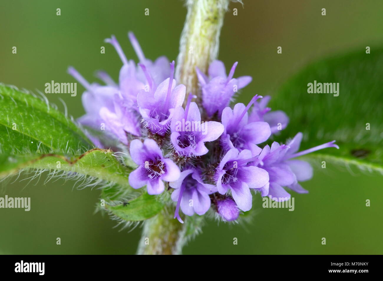Menta selvatica, Mentha arvense Foto Stock
