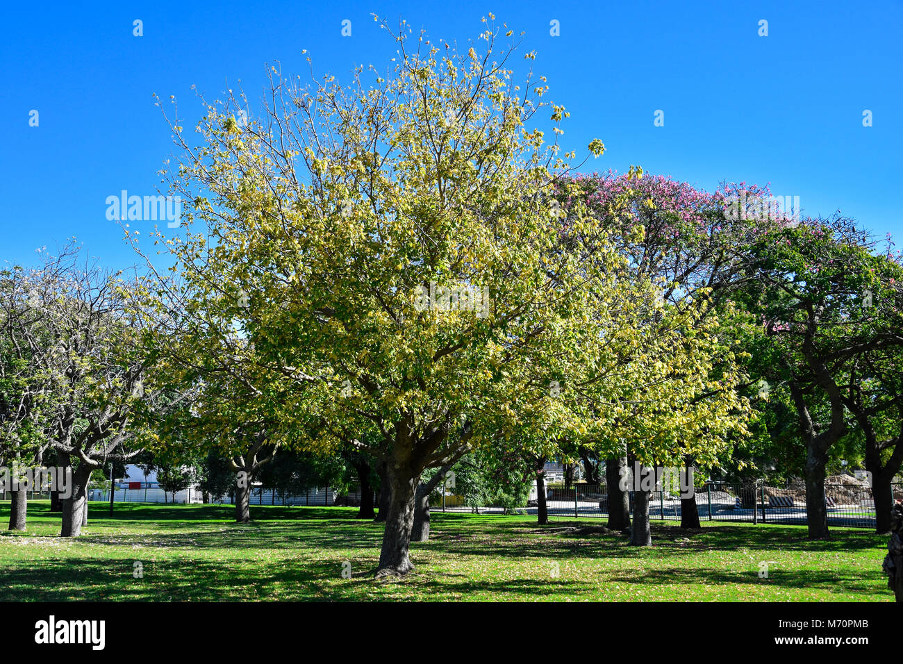 Alberi colorati in Plaza de las Naciones Unidas (Nazioni Unite piazza). Autunno a Buenos Aires, Argentina Foto Stock