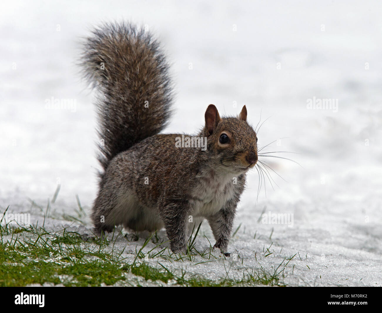 Grigio orientale (grigio) scoiattolo in piedi nella neve Foto Stock