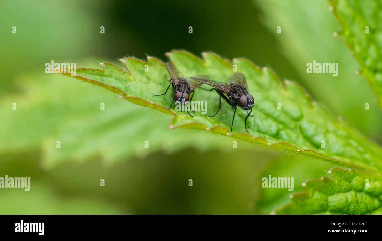 Un maco colpo di una coppia di mosche in seduta su una foglia verde. Foto Stock
