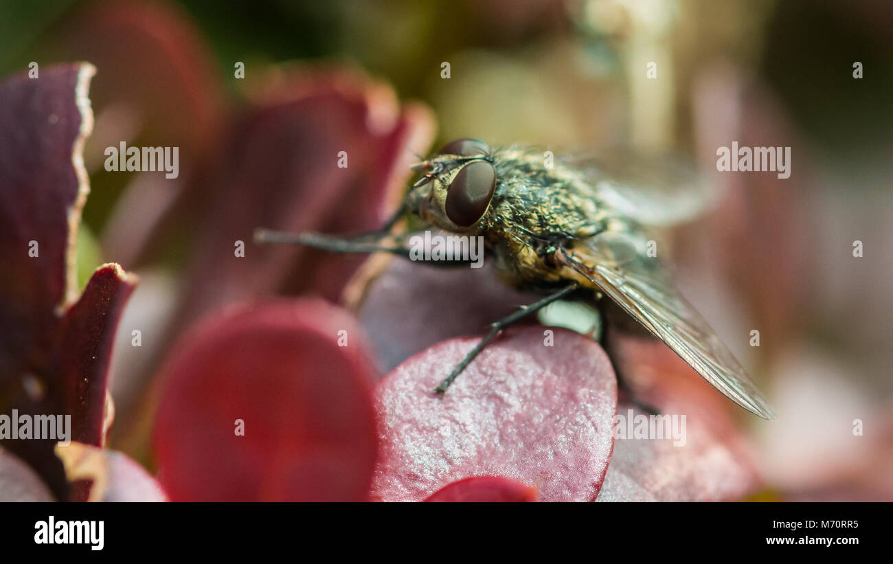 Un colpo di un fly seduto su una foglia rossa. Foto Stock