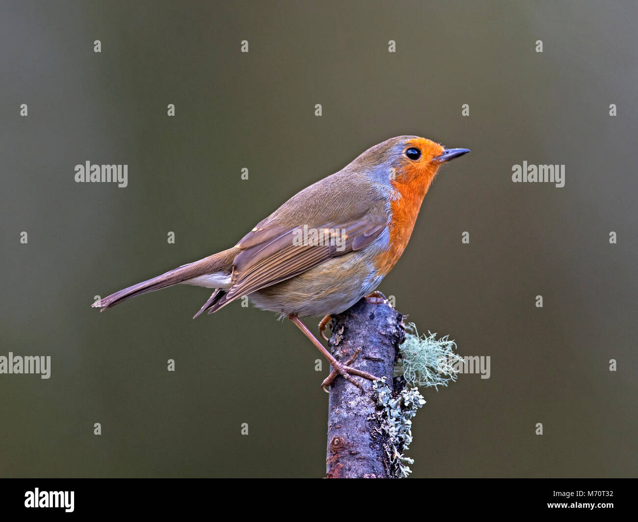Unione robin appollaiato sul ramo di albero Foto Stock