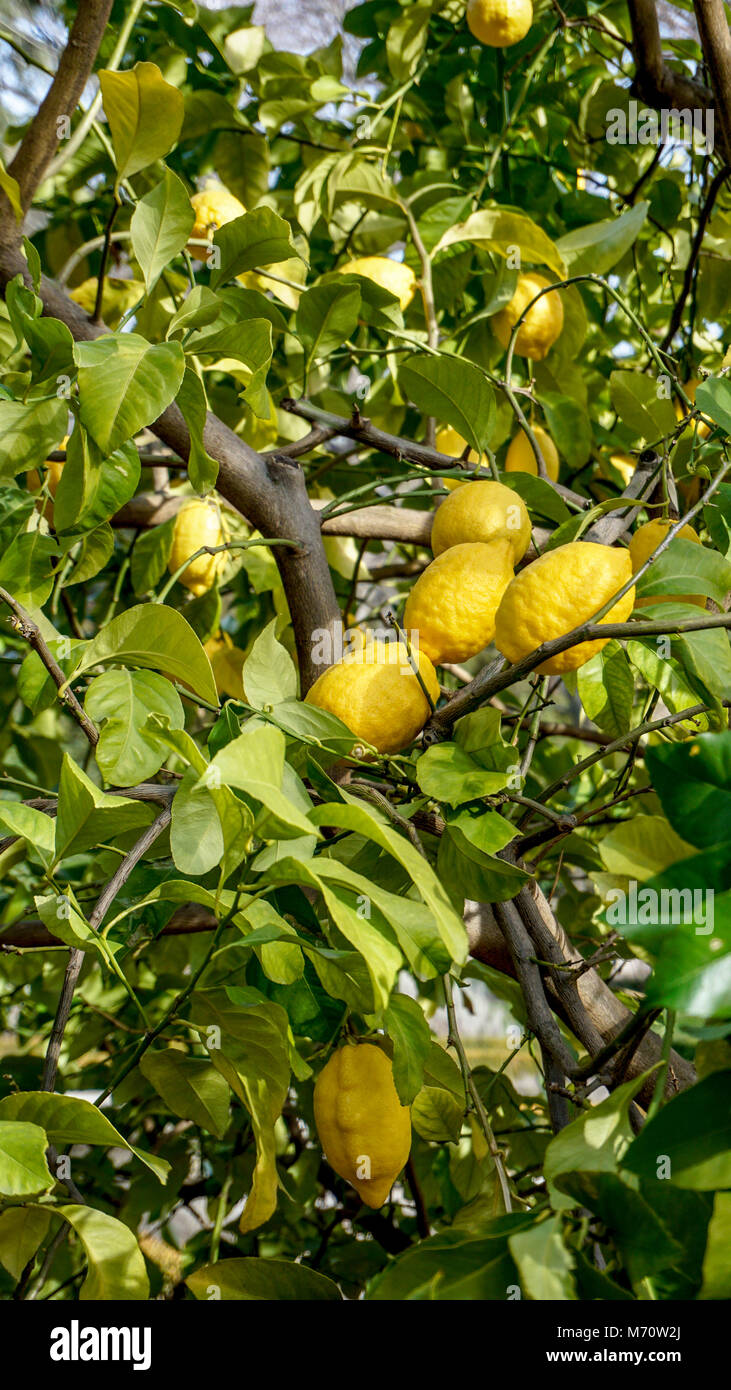 Lemon Tree rami closeup 4. Foto Stock