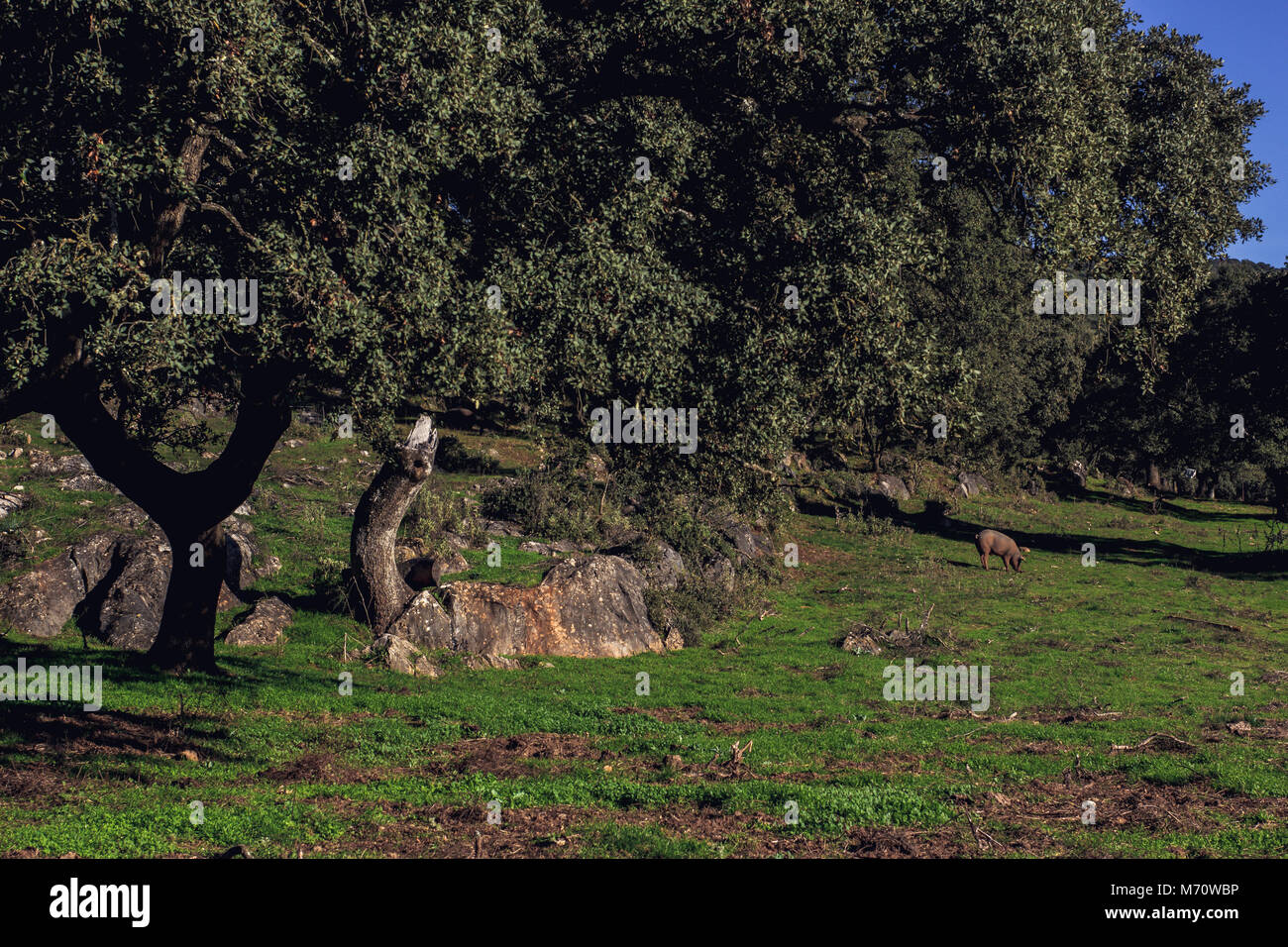 Il pascolo di maiale sotto la quercia Foto Stock