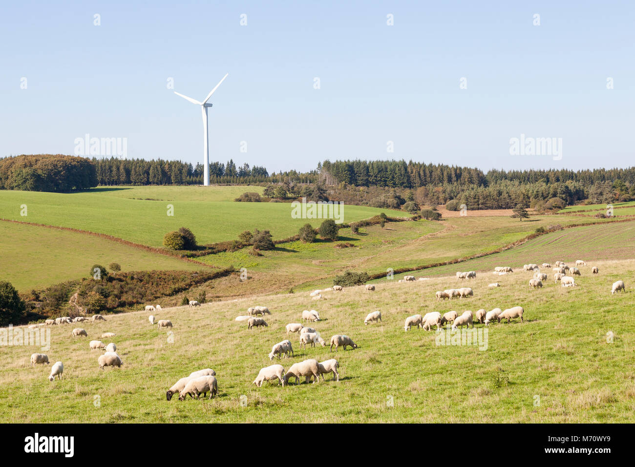 Gregge di pecore al pascolo in prossimità di una turbina eolica in campagna boscosa. Uso sostenibile delle risorse naturali per la potenza e l'energia e l'agricoltura Foto Stock