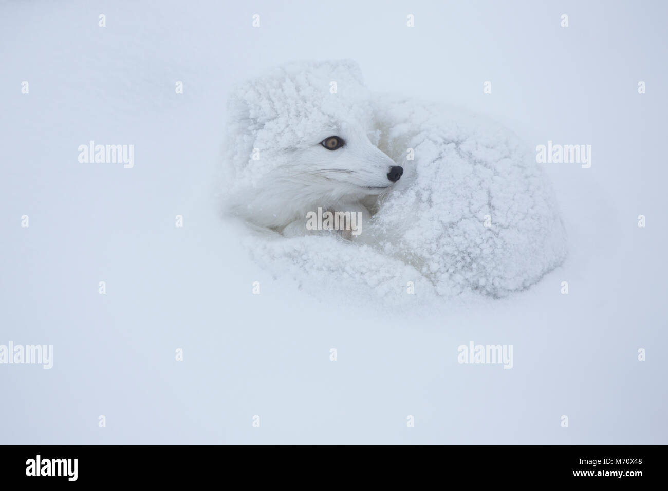 01863-01706 Arctic Fox (Alopex lagopus) in inverno, Churchill Wildlife Management Area, Churchill, MB Foto Stock