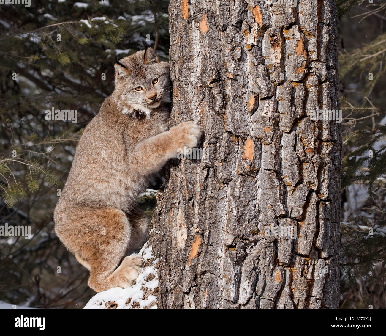 Lynx canadensis Foto Stock