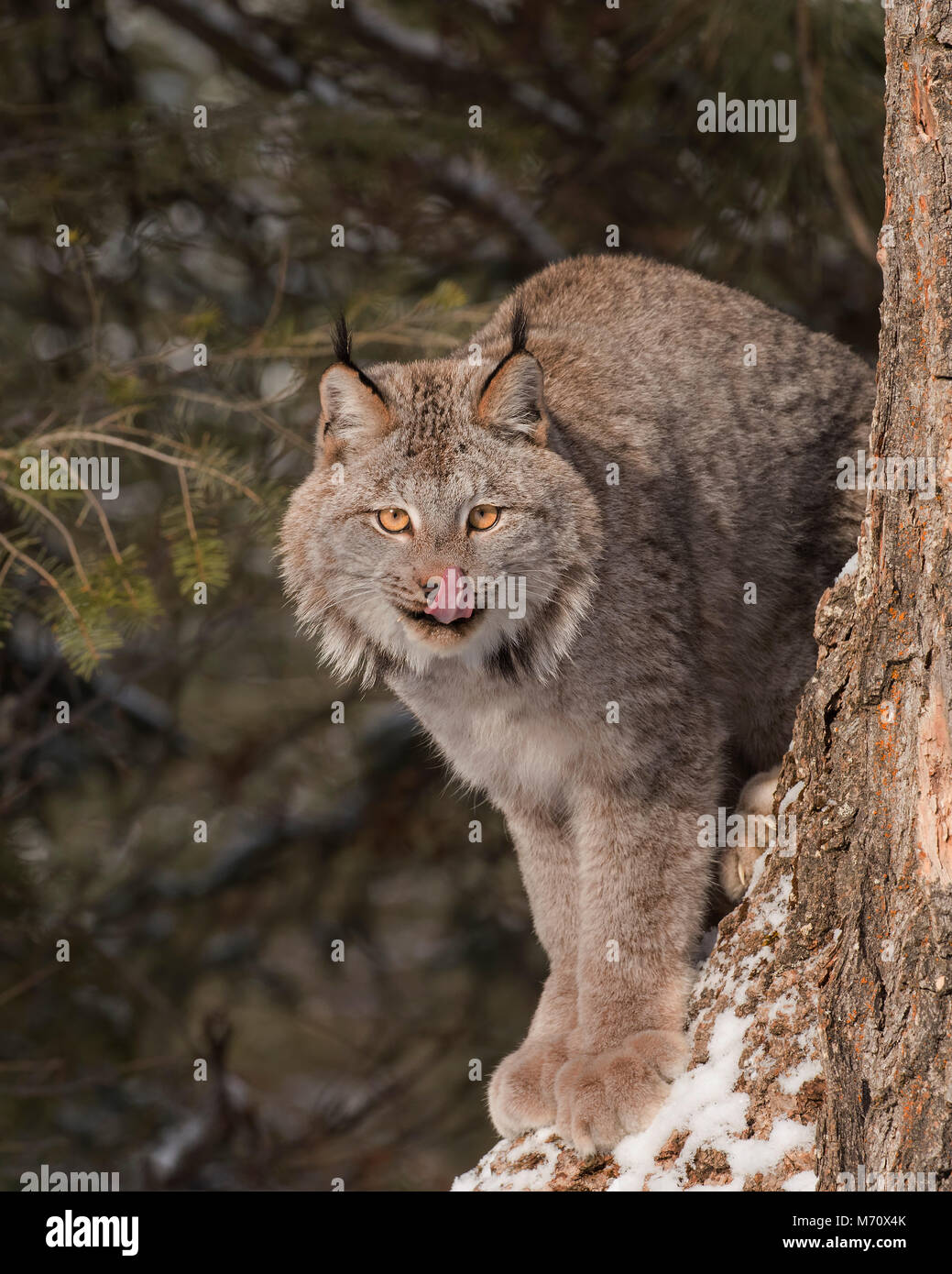 Lynx canadensis Foto Stock