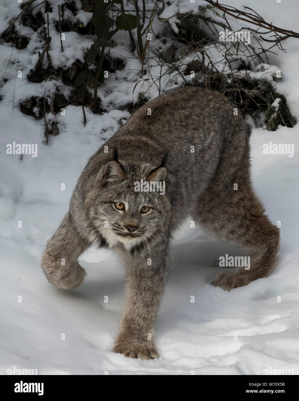 Lynx canadensis Foto Stock