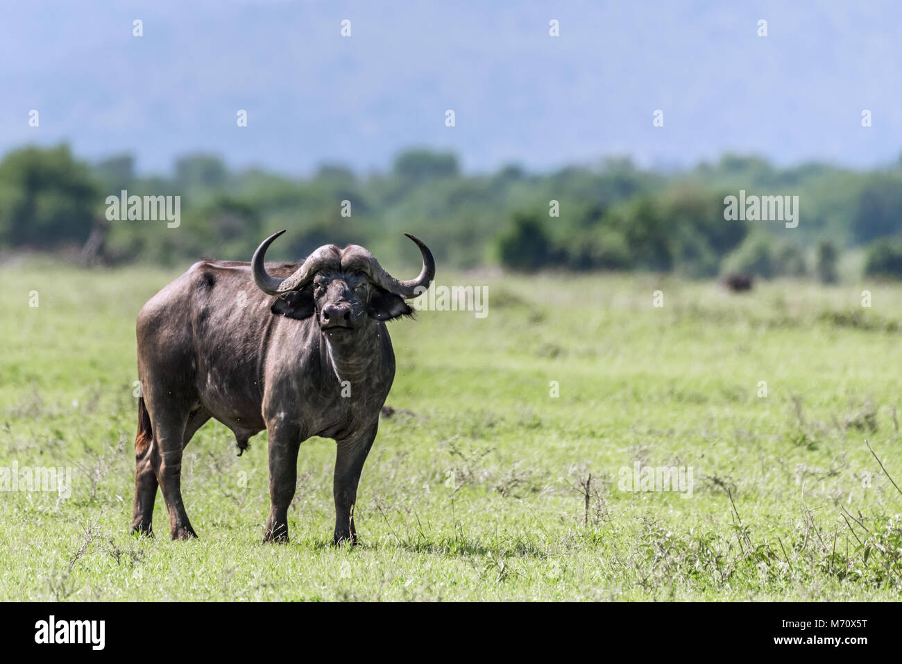 Fly-promontorio coperto buffalo (Syncerus caffer) all'inizio della stagione delle piogge, Grumeti Game Reserve, Tanzania Foto Stock